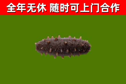 寻甸回收海参干
